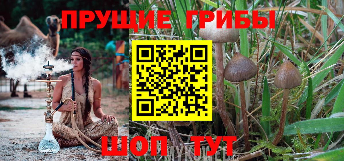Галлюциногенные грибы GOLDEN TEACHER  Вход с VPN  Курчатов 